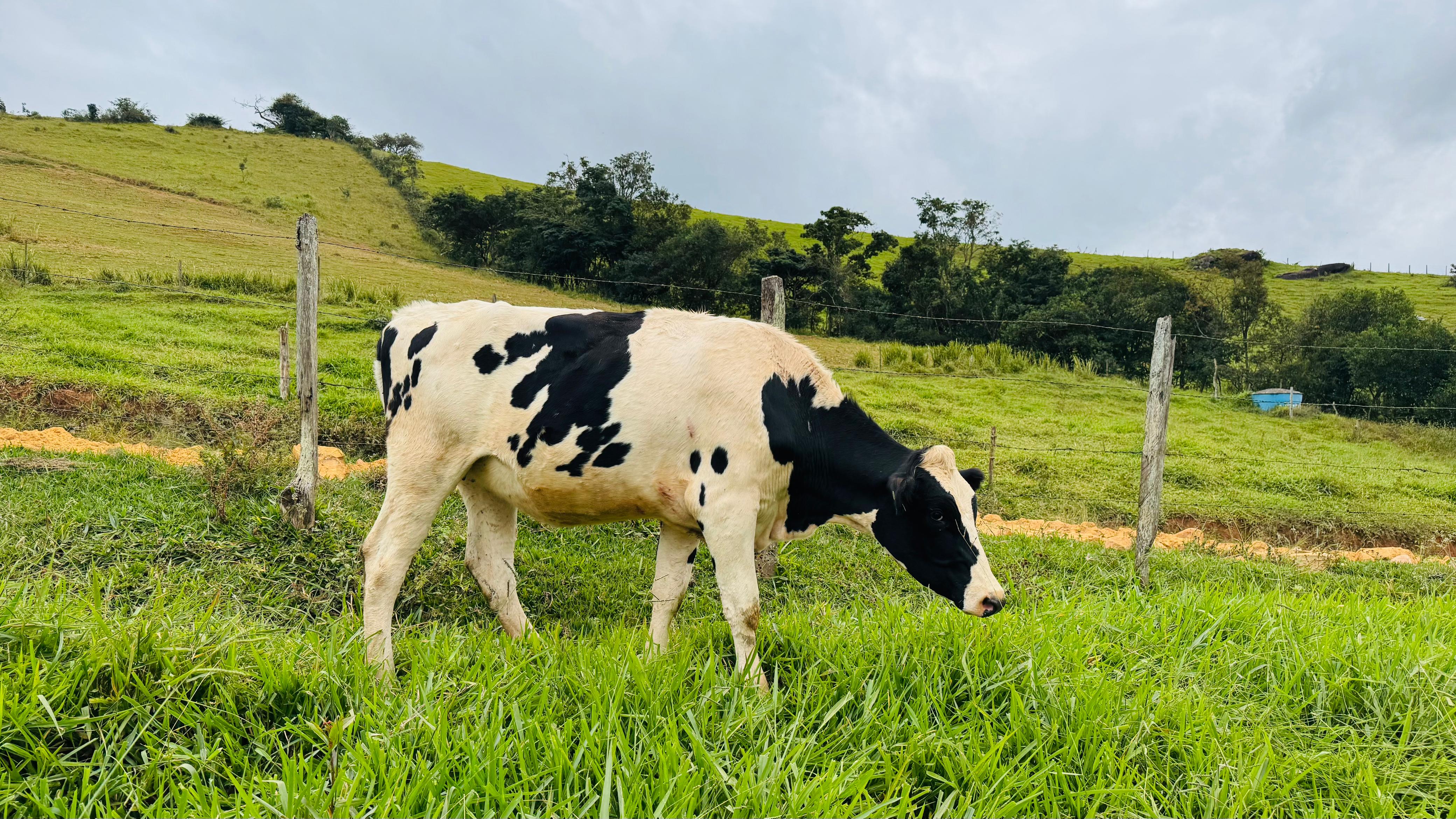 Imagem do WhatsApp de 2025-05-31 à(s) 12.15.47_a8a48f5c.jpg