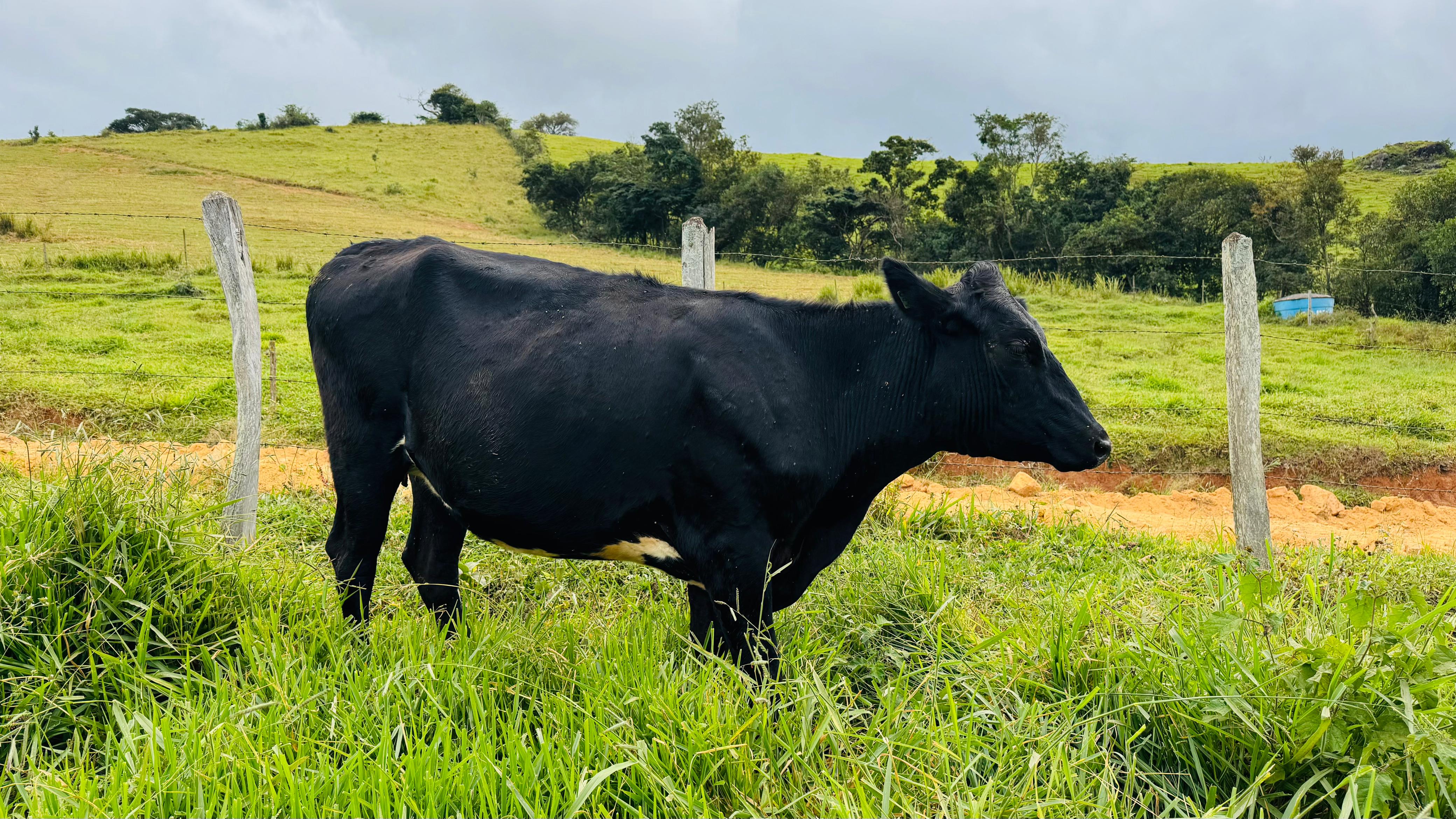 Imagem do WhatsApp de 2025-05-31 à(s) 12.14.36_9106ee9c.jpg