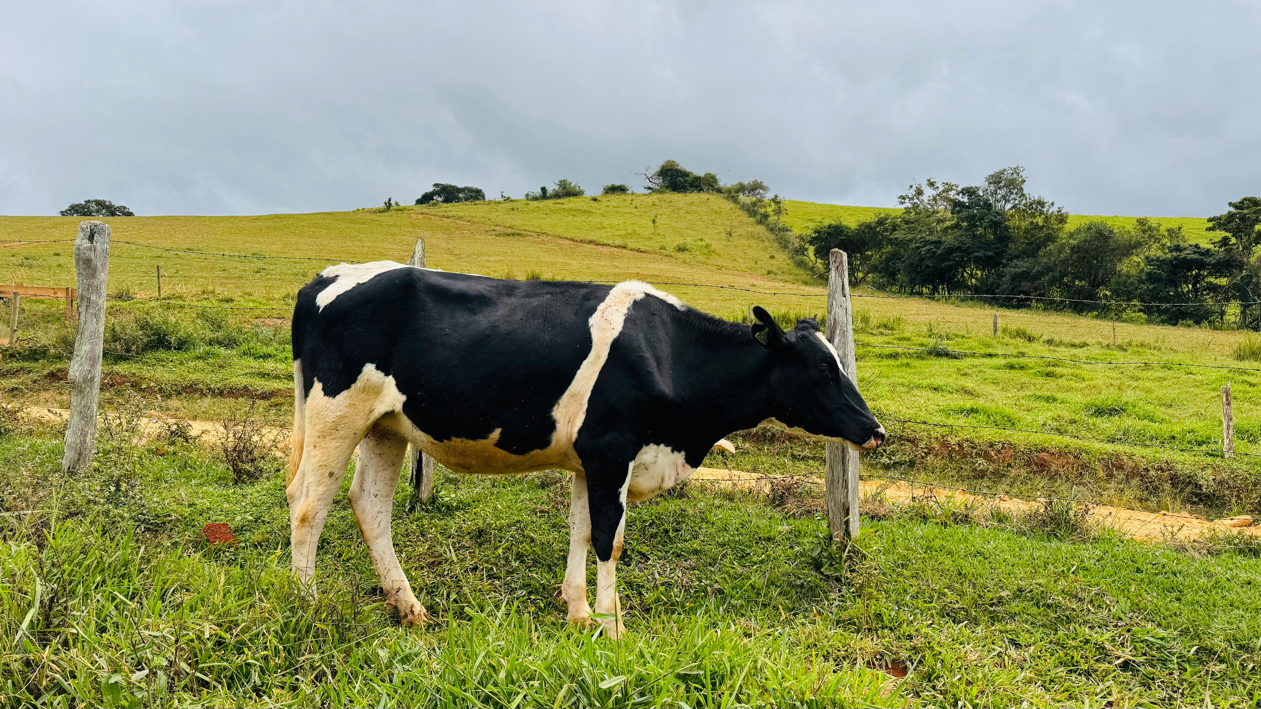 Imagem do WhatsApp de 2025-05-31 à(s) 12.14.37_80d9eead.jpg