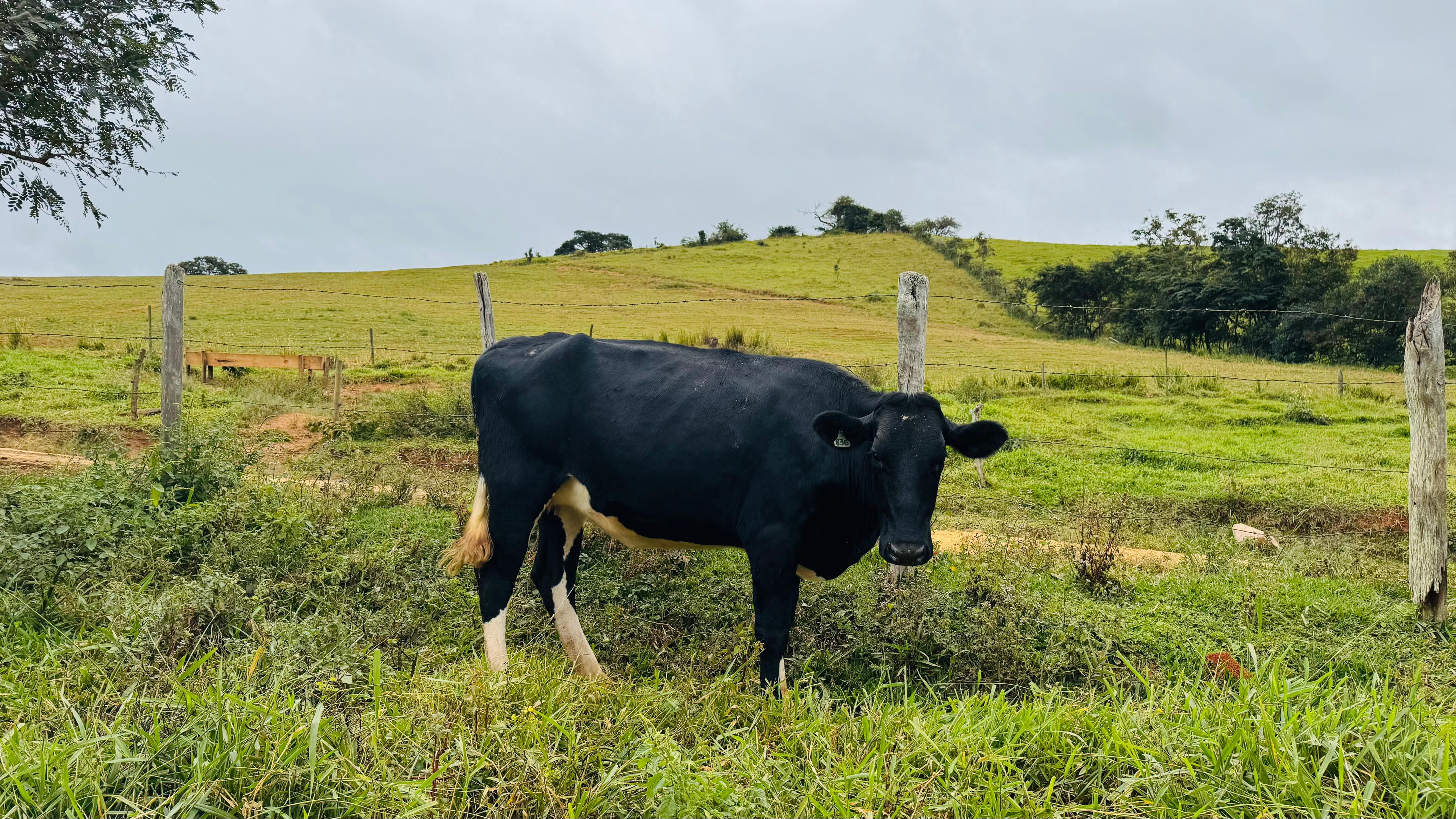 Imagem do WhatsApp de 2025-05-31 à(s) 12.15.35_11d23077.jpg