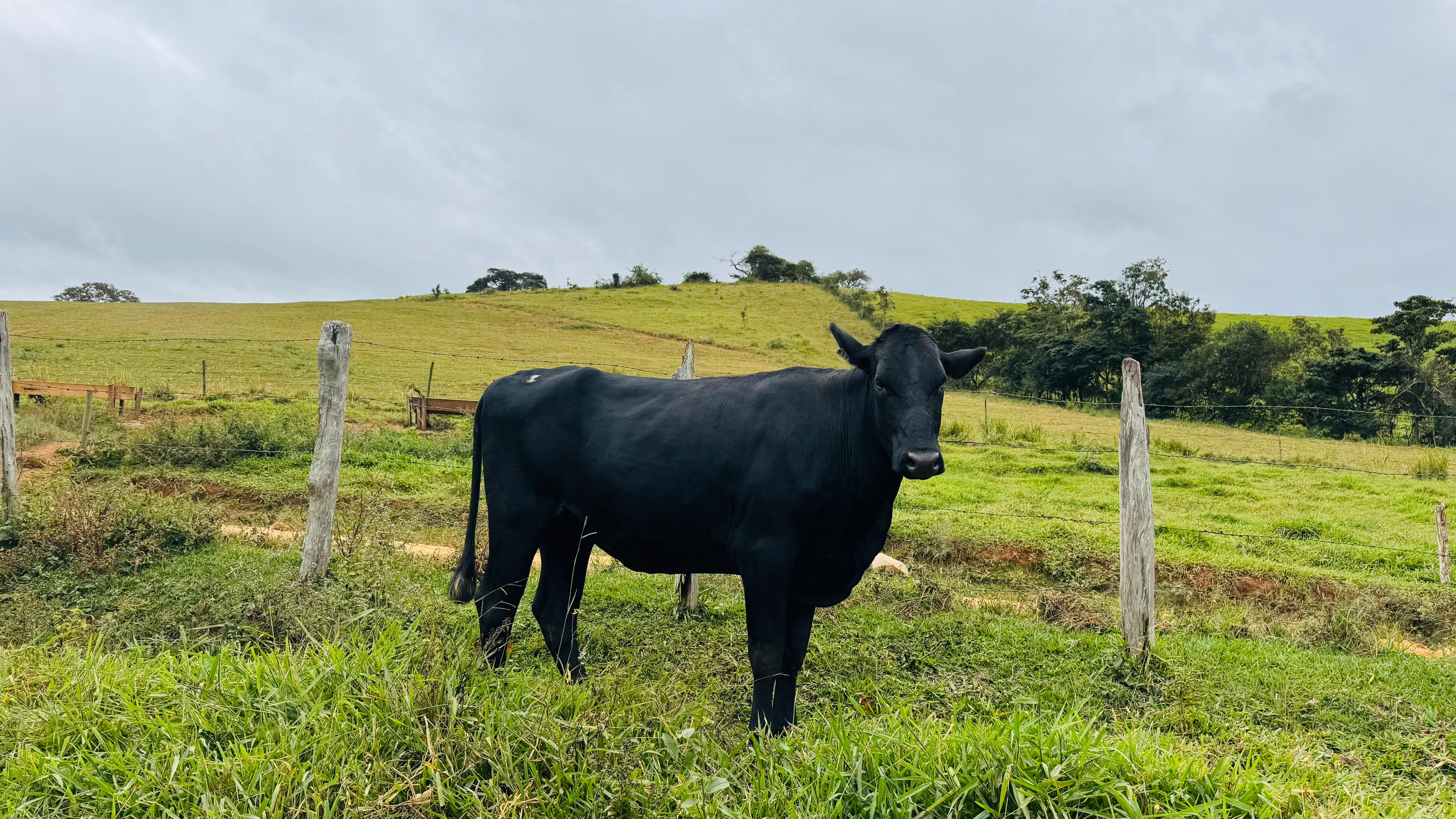 Imagem do WhatsApp de 2025-05-31 à(s) 12.15.21_c12775f3.jpg