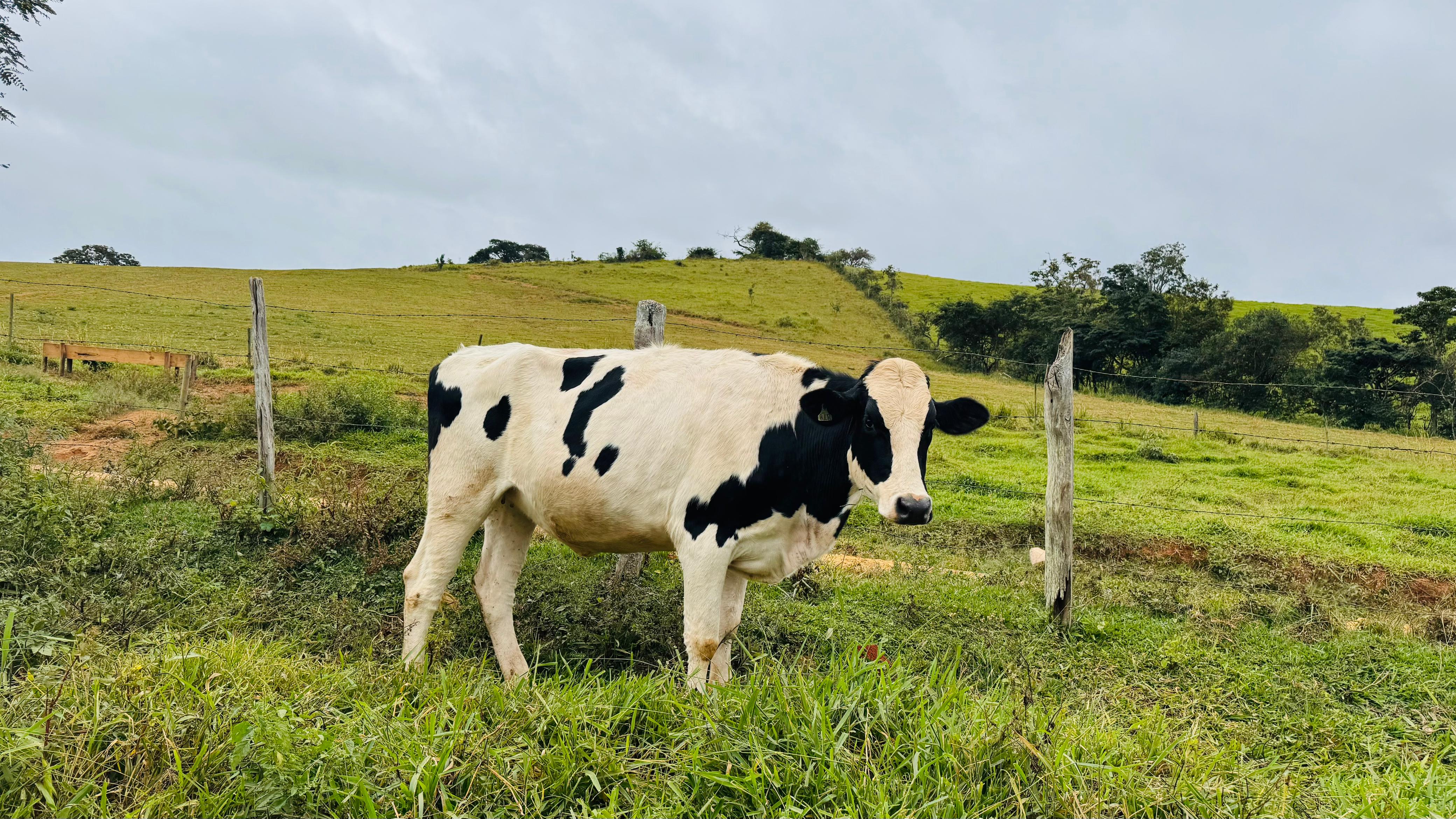 Imagem do WhatsApp de 2025-05-31 à(s) 12.15.28_9d716c72.jpg