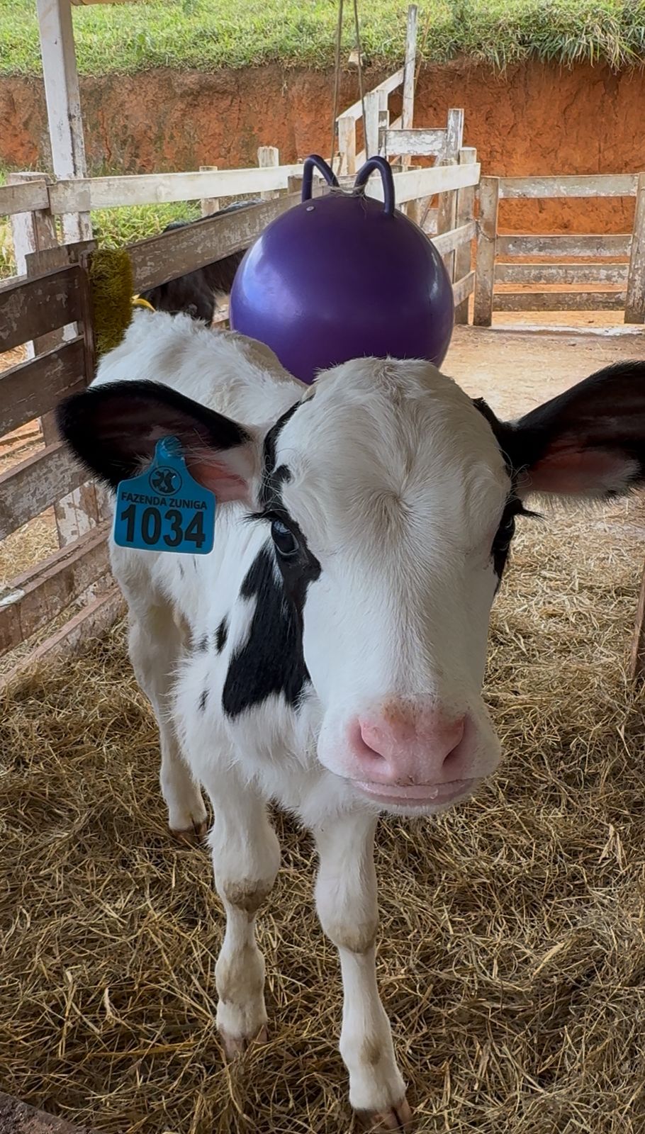 Imagem do WhatsApp de 2025-06-05 à(s) 16.18.38_14424442.jpg