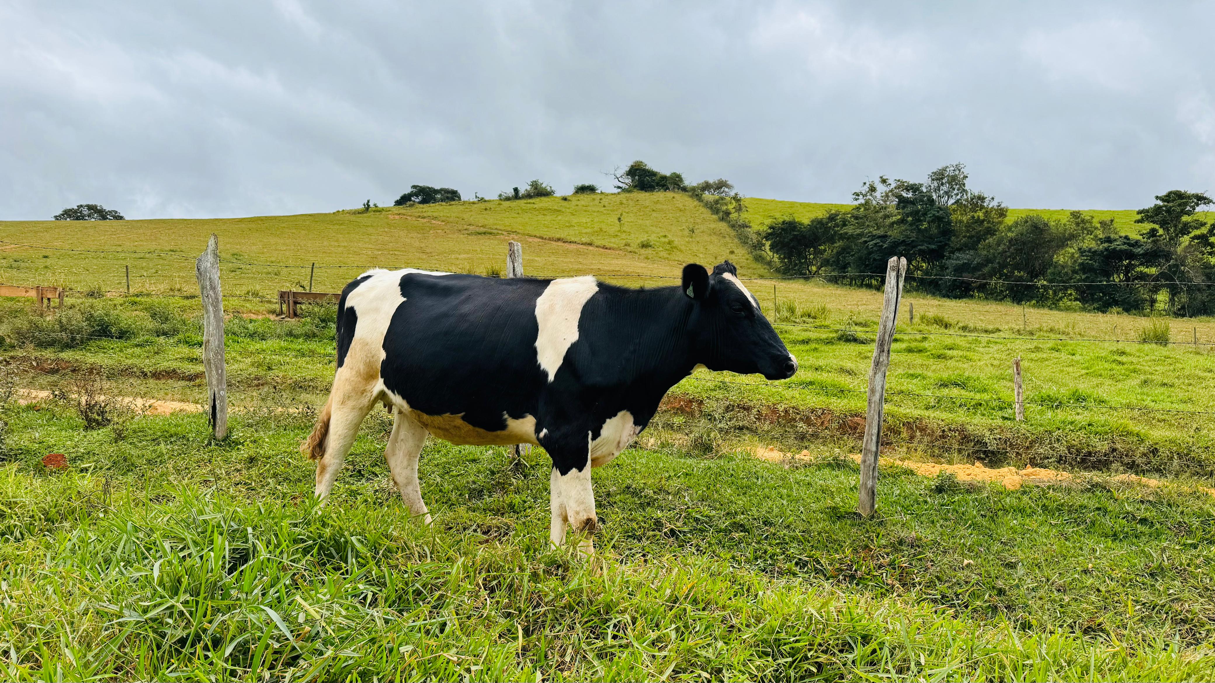 Imagem do WhatsApp de 2025-05-31 à(s) 12.14.44_d1907f9e.jpg