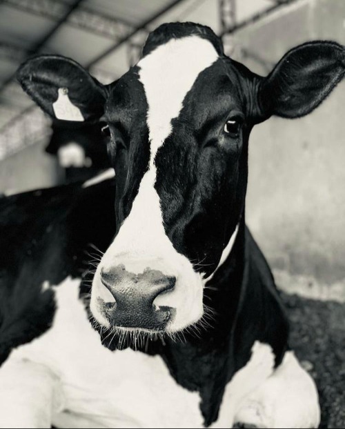 Imagem do WhatsApp de 2025-05-25 à(s) 14.24.57_790359c9.jpg