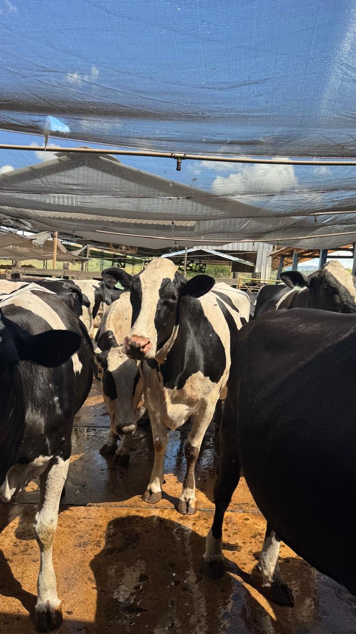 Imagem do WhatsApp de 2025-06-05 à(s) 16.03.59_652dd40b.jpg